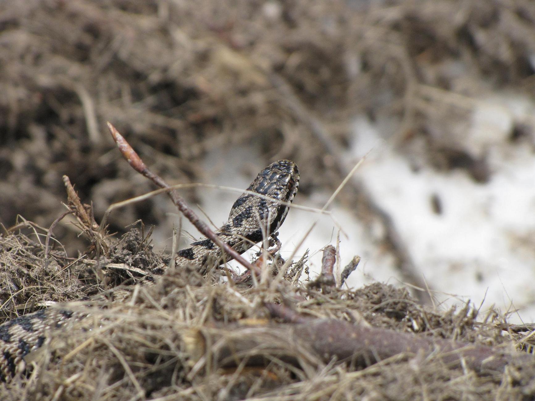 Vipera sulla neve
